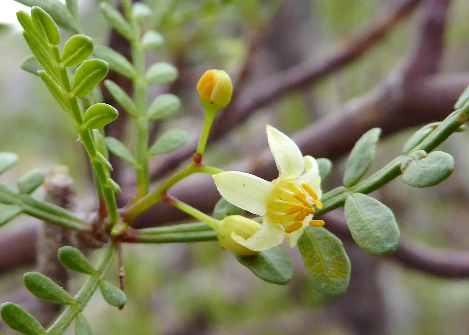 Bursera microphylla